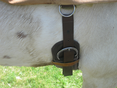 El Compañero Western girth cinch and stainless steel D-ring system on the bareback pad