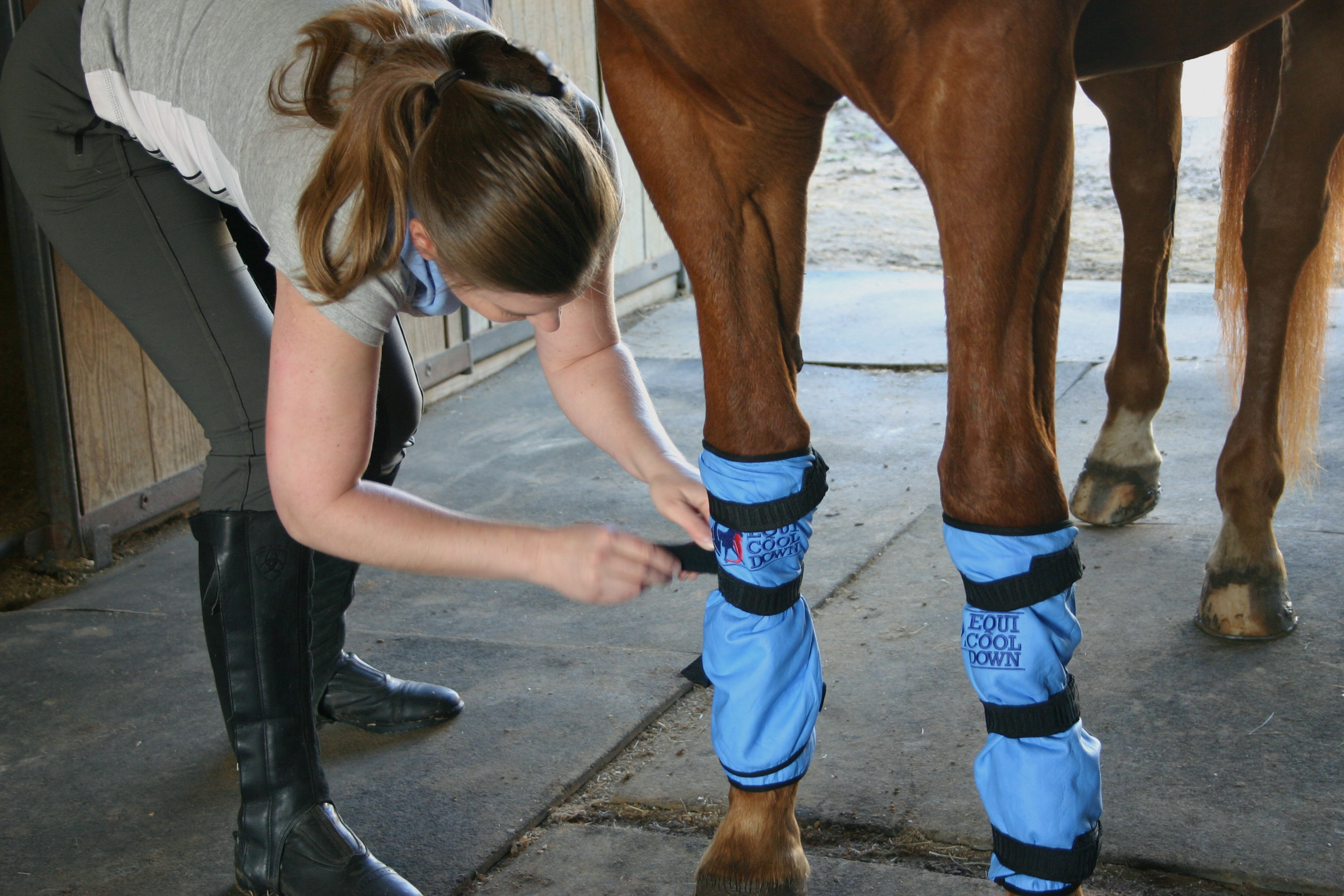 A rider in boots fastening blue Equi Cool Down cooling leg wraps onto a chestnut horse's legs