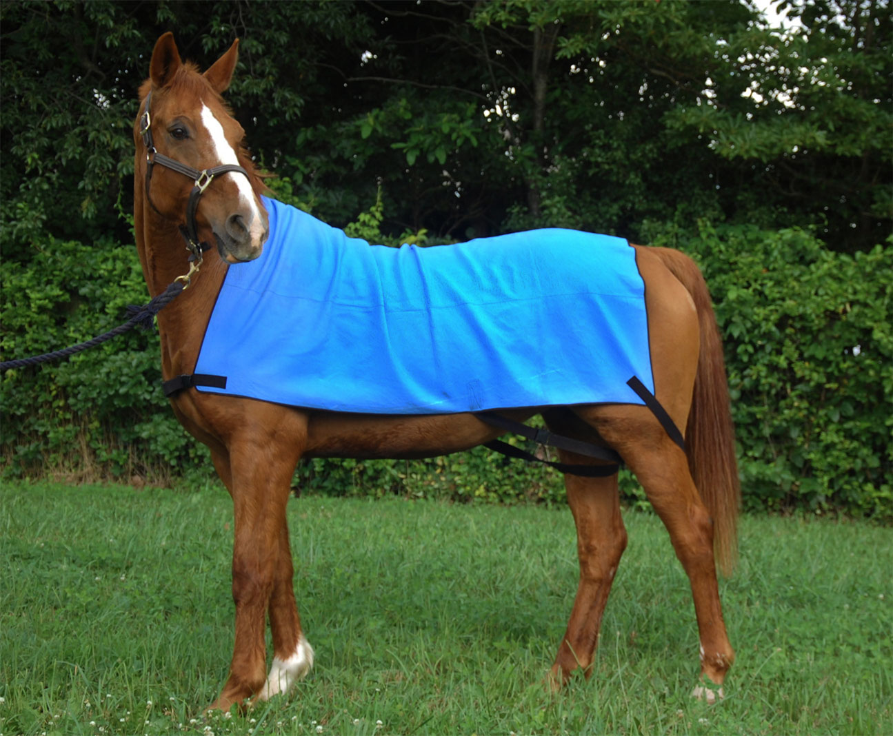 Chestnut horse standing on grass wearing a bright blue Equi Cool Down evaporative body cooling wrap