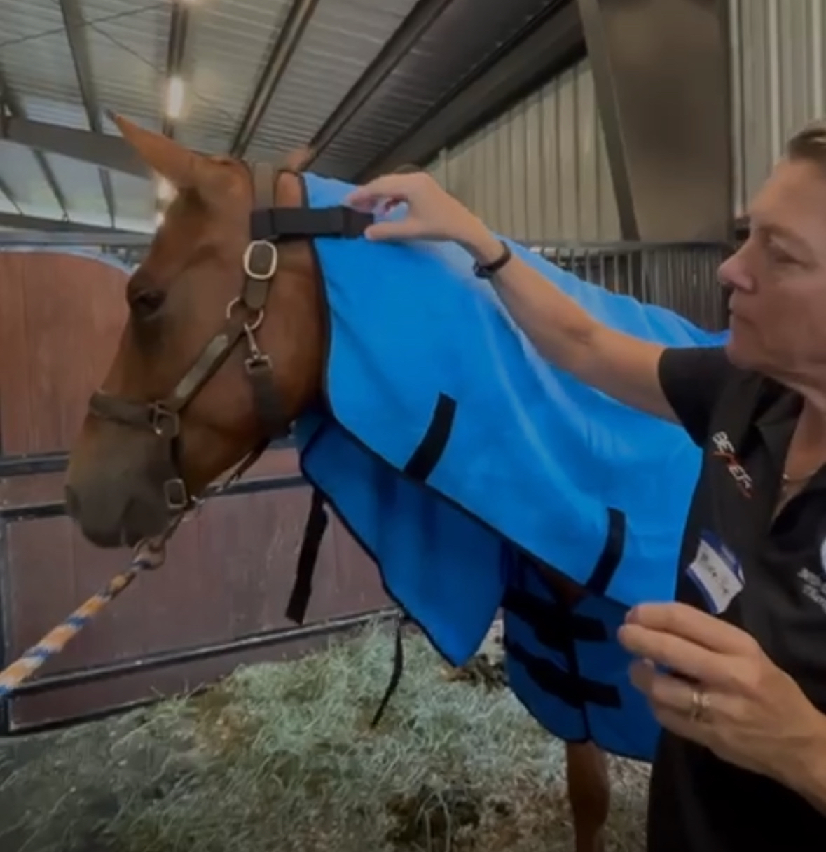 Person fitting a blue Equi Cool Down cooling neck wrap onto a haltered bay horse at the barn