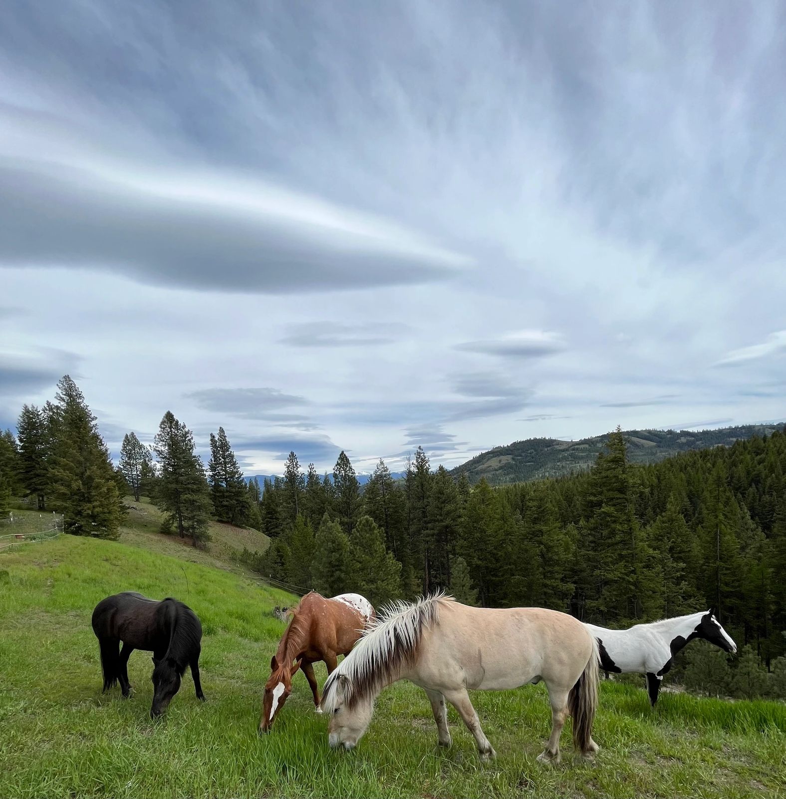 A small herd of horses grazing on a grassy hillside with forested mountains behind them