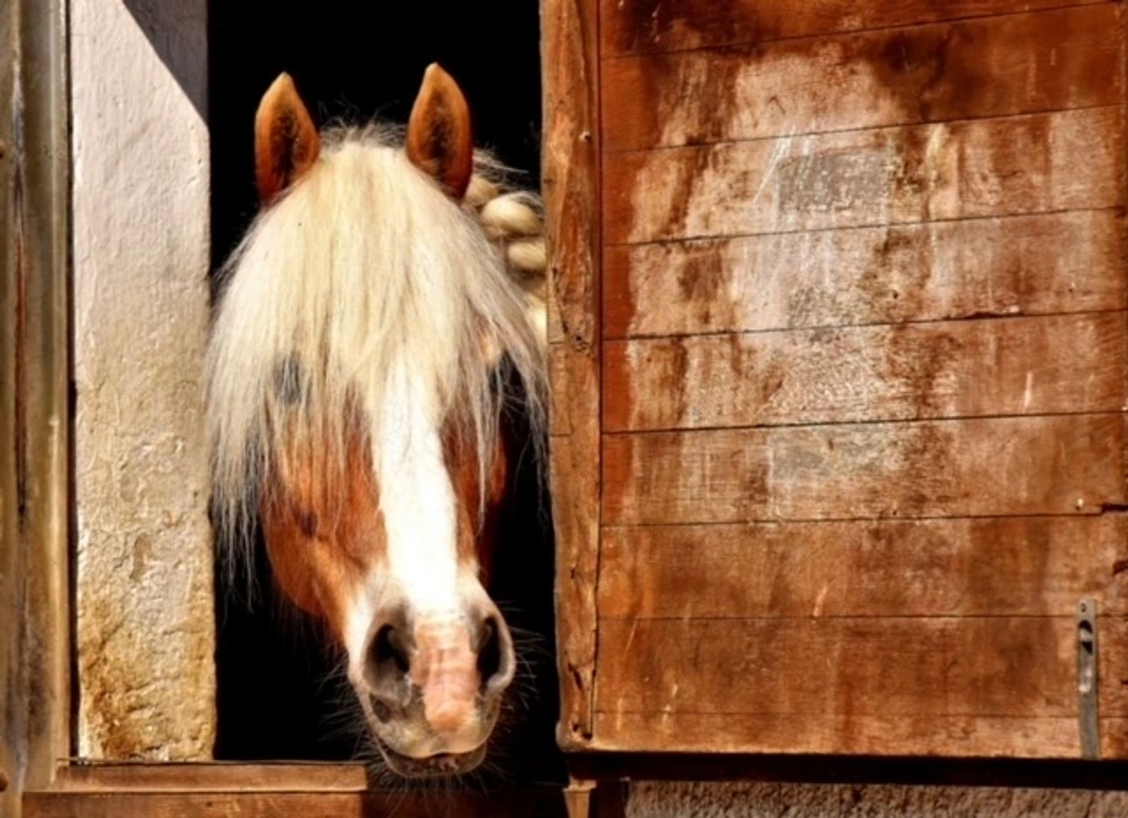 Palomino horse looking out of an open wooden stall door at the barn