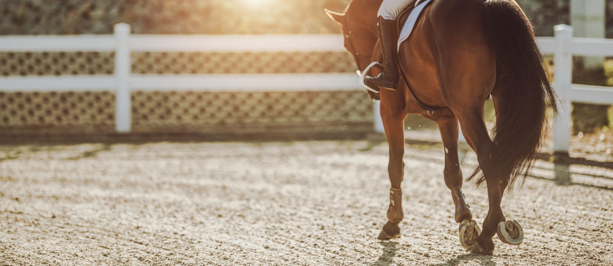 Equi-Stim Leg Saver holistic equine therapy lifestyle photo with horse