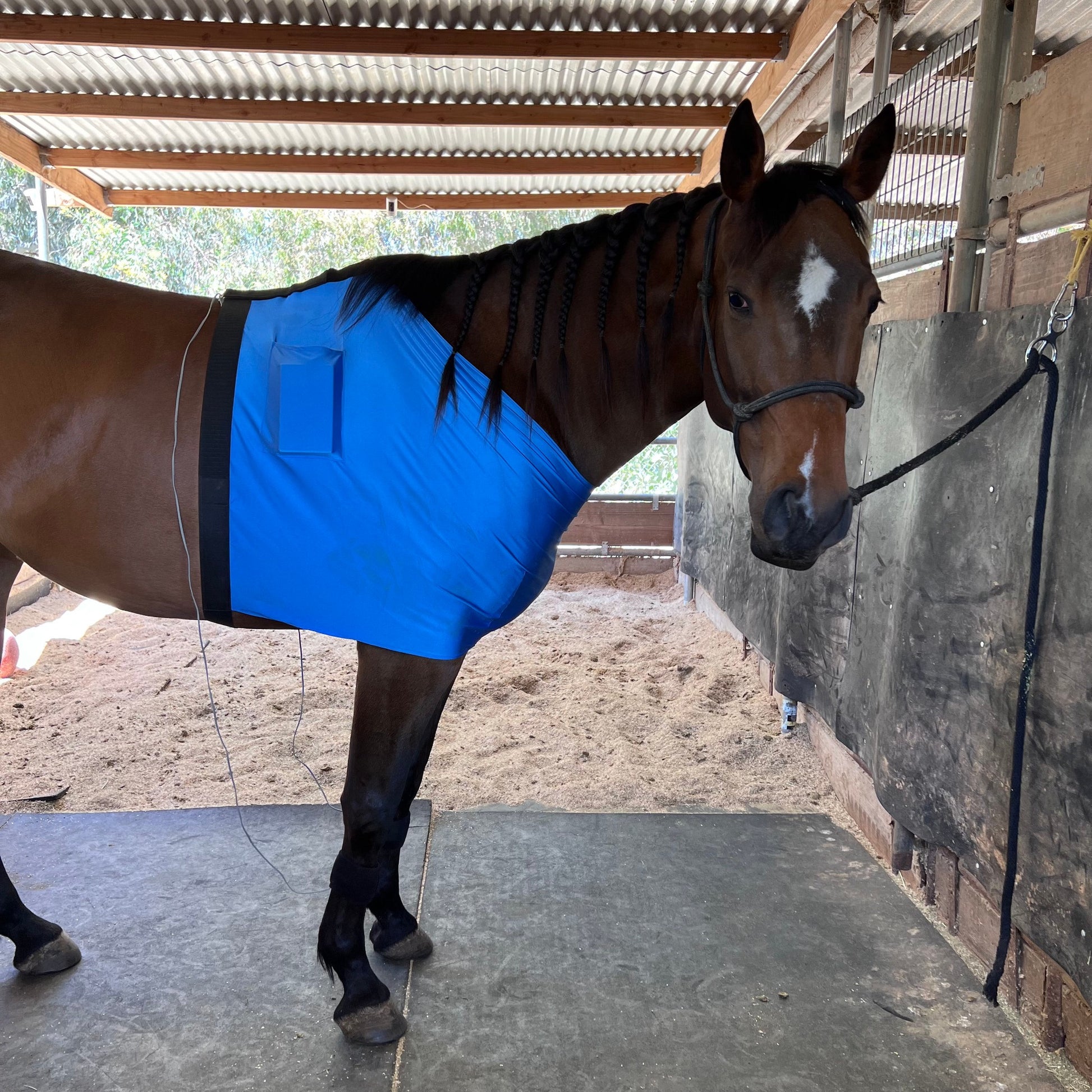 Equi-Stim Leg Saver system in use on a horse for non-invasive lameness and tendon therapy