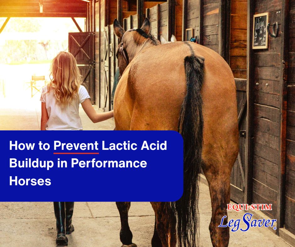 Performance horse benefiting from Equi-Stim Leg Saver electro-stimulation recovery therapy