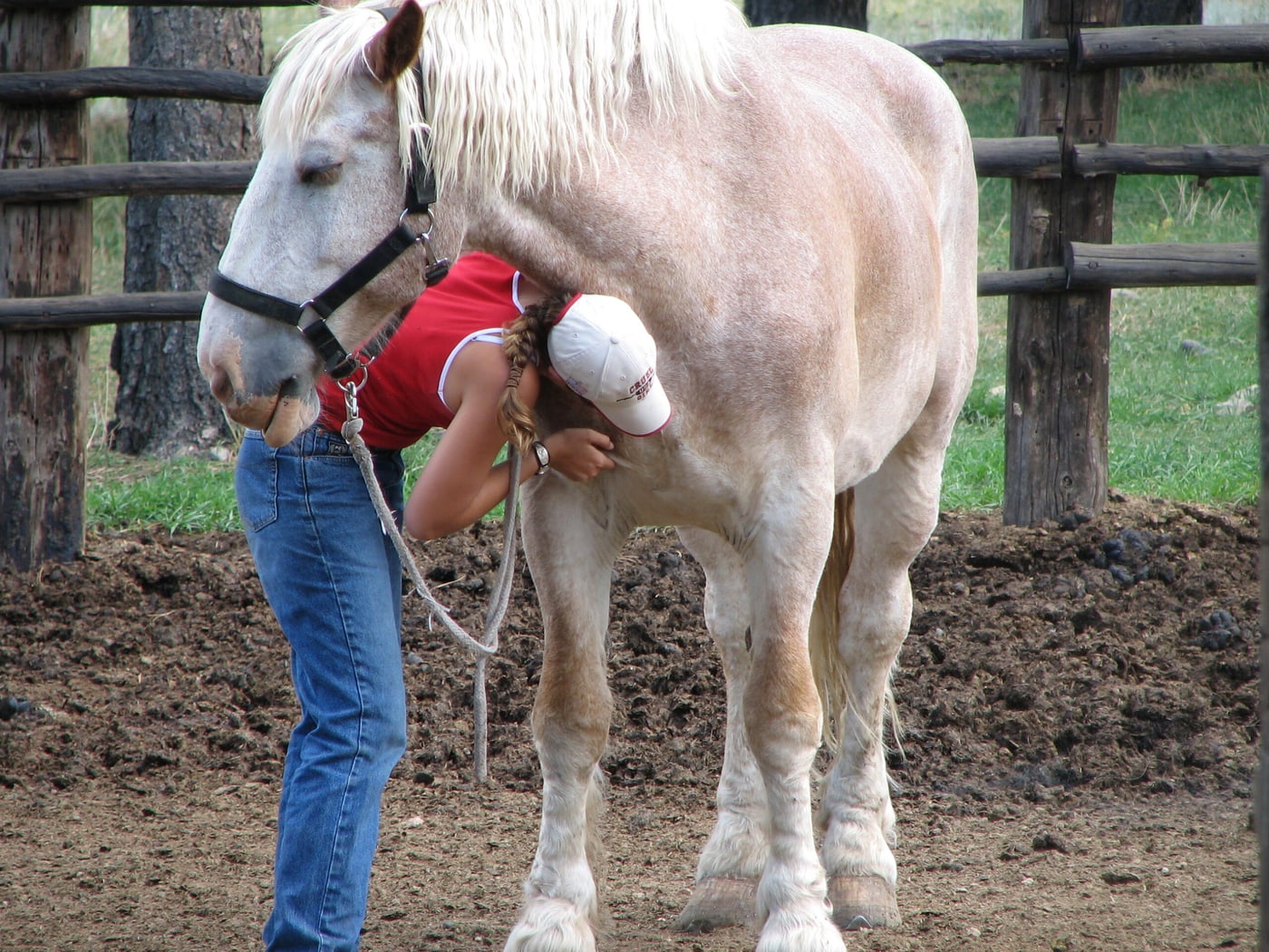 Equine Align Academy student bending to work along the rib cage of a large cream-colored draft horse in a corral