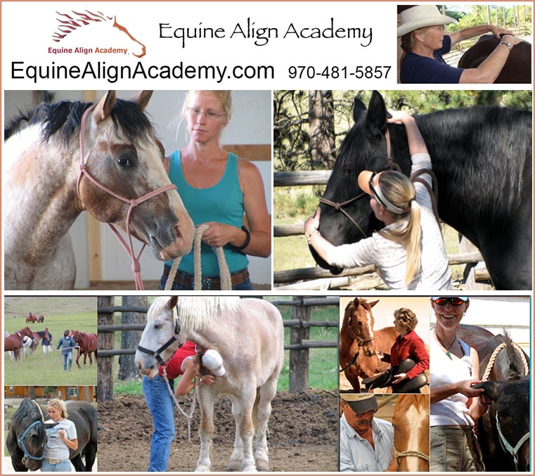 Equine Align Academy banner — EquineAlignAcademy.com, 970-481-5857, with students practicing equine massage and bodywork on horses