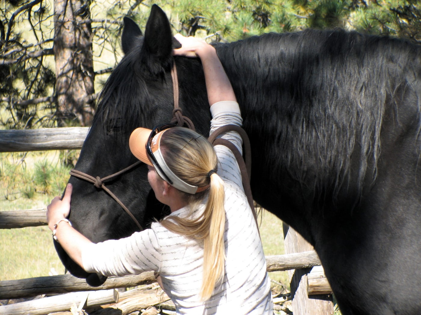 Equine Align Academy student working with both hands along the neck and crest of a black horse standing quietly at a rail