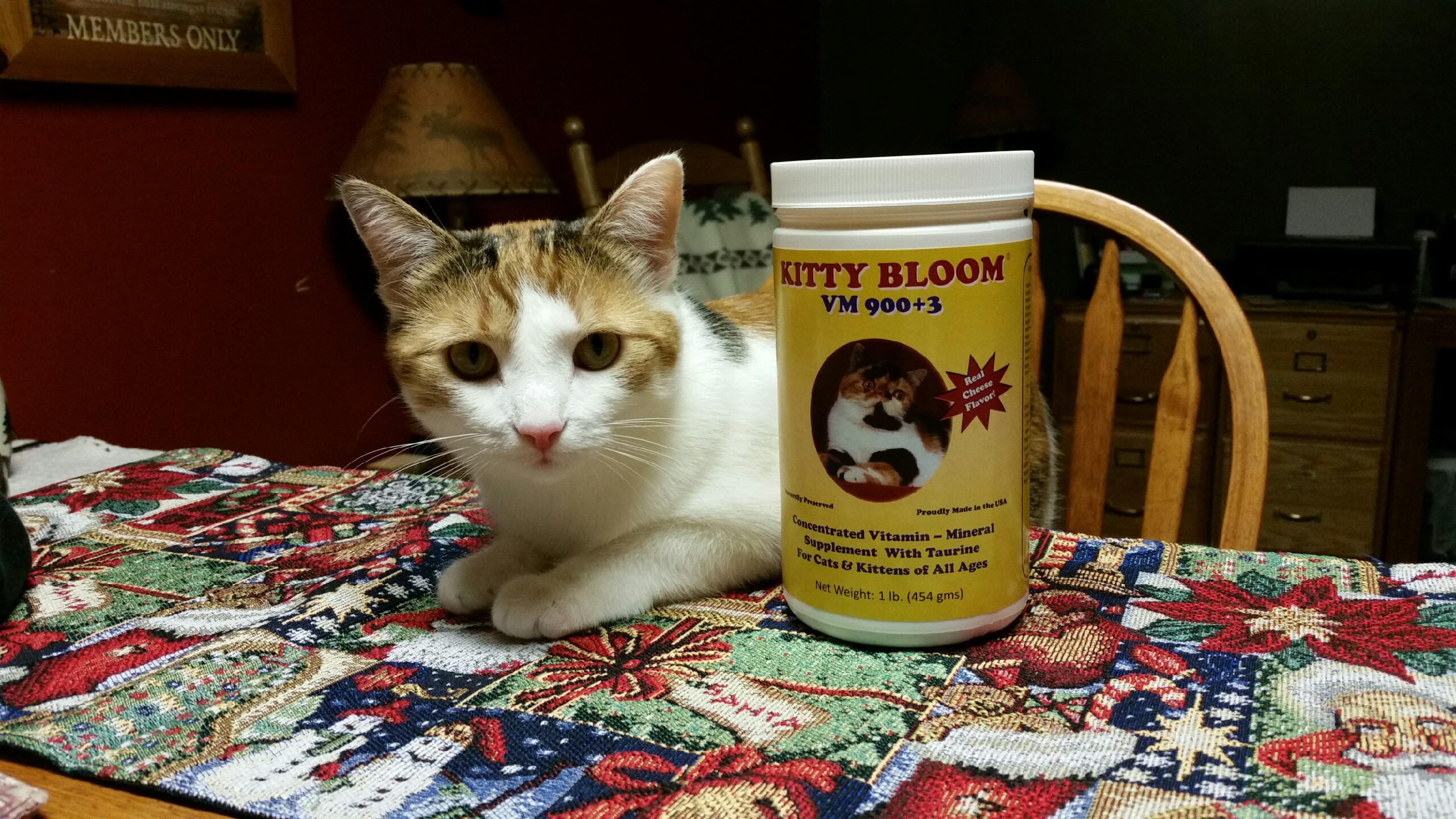 Horse named Lily showing healthy coat condition from Equine Bloom vitamin supplement