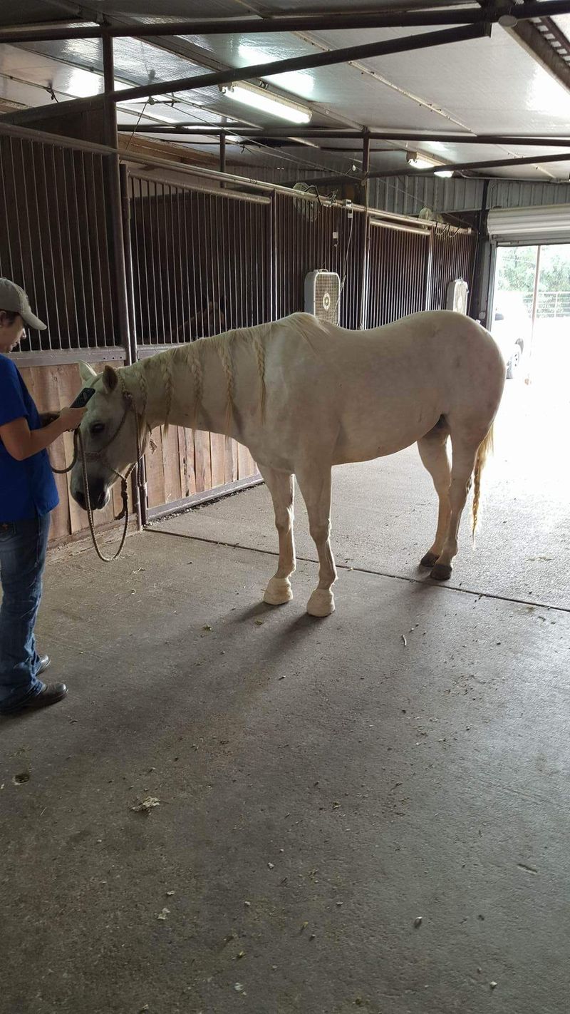 Horse hoof and laminitis care photo from founder Derrick Cooke CJF at Equine Podiatry Solutions