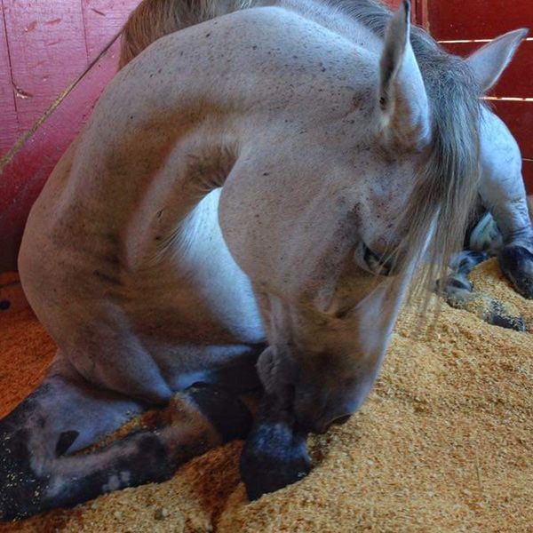 Don't let laminitis have the final word - Equine Podiatry Solutions Desmosphyrine treatment