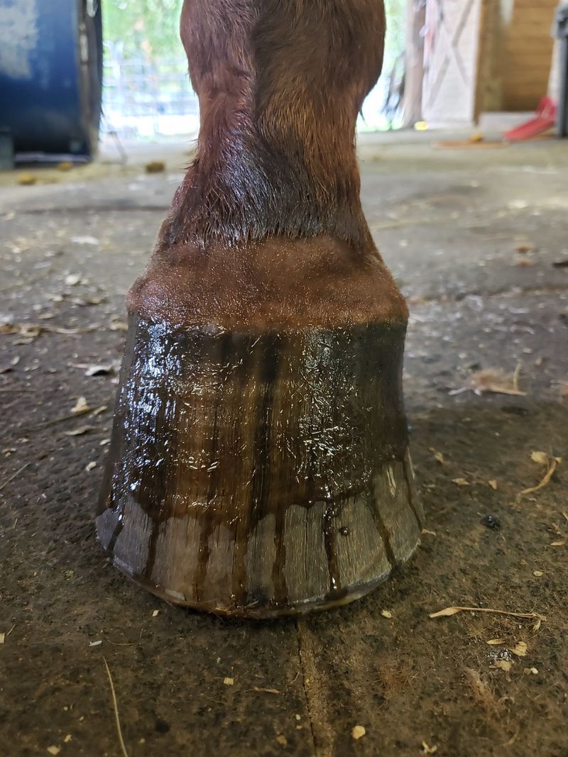 Equine laminitis hoof illustration from the Equine Podiatry Solutions Guide to Laminitis