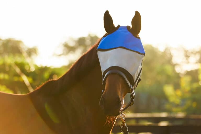Close-up of horse face wearing Equine Sun Visor mask with gray mesh