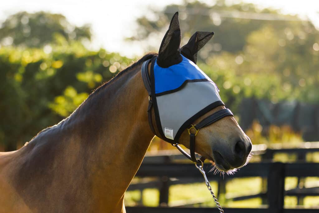 Horse wearing the blue Equine Sun Visor UV-protection fly mask