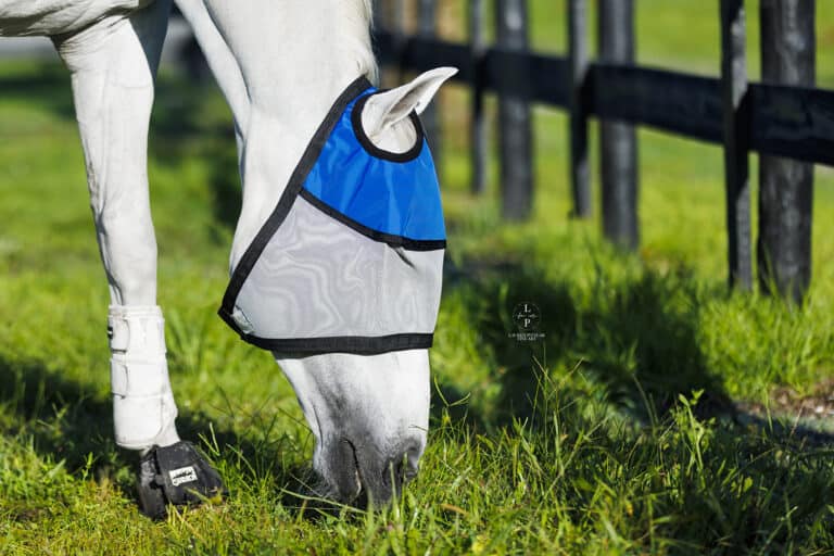 Horse in a pasture protected by the Equine Sun Visor against direct sunlight