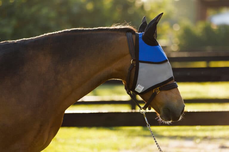 Side profile of horse showing Equine Sun Visor fit and throat latch