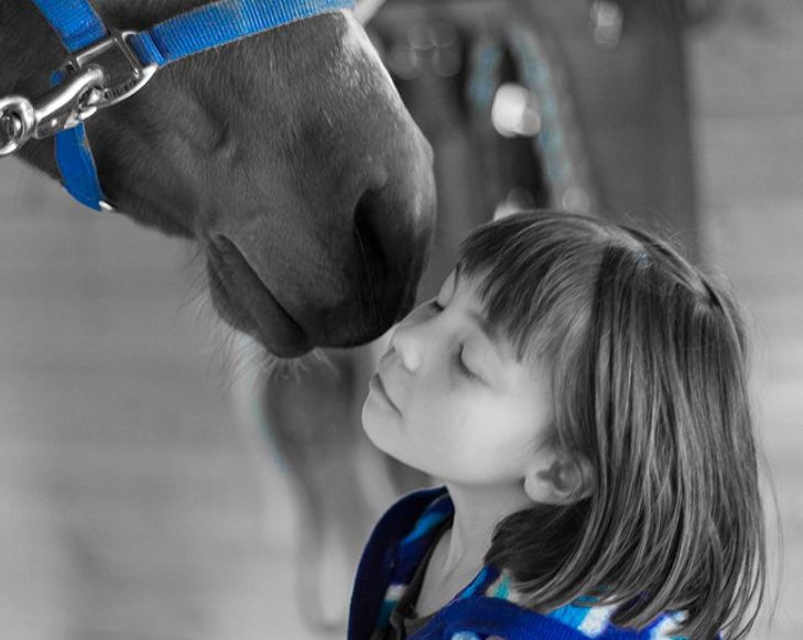 equineGenie by GenieCo Inc horse business management system imagery
