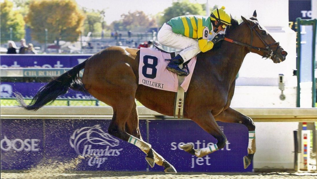 Equinessence Animal Calibrated Electro-Acuscope and Myopulse therapy session on an equine athlete