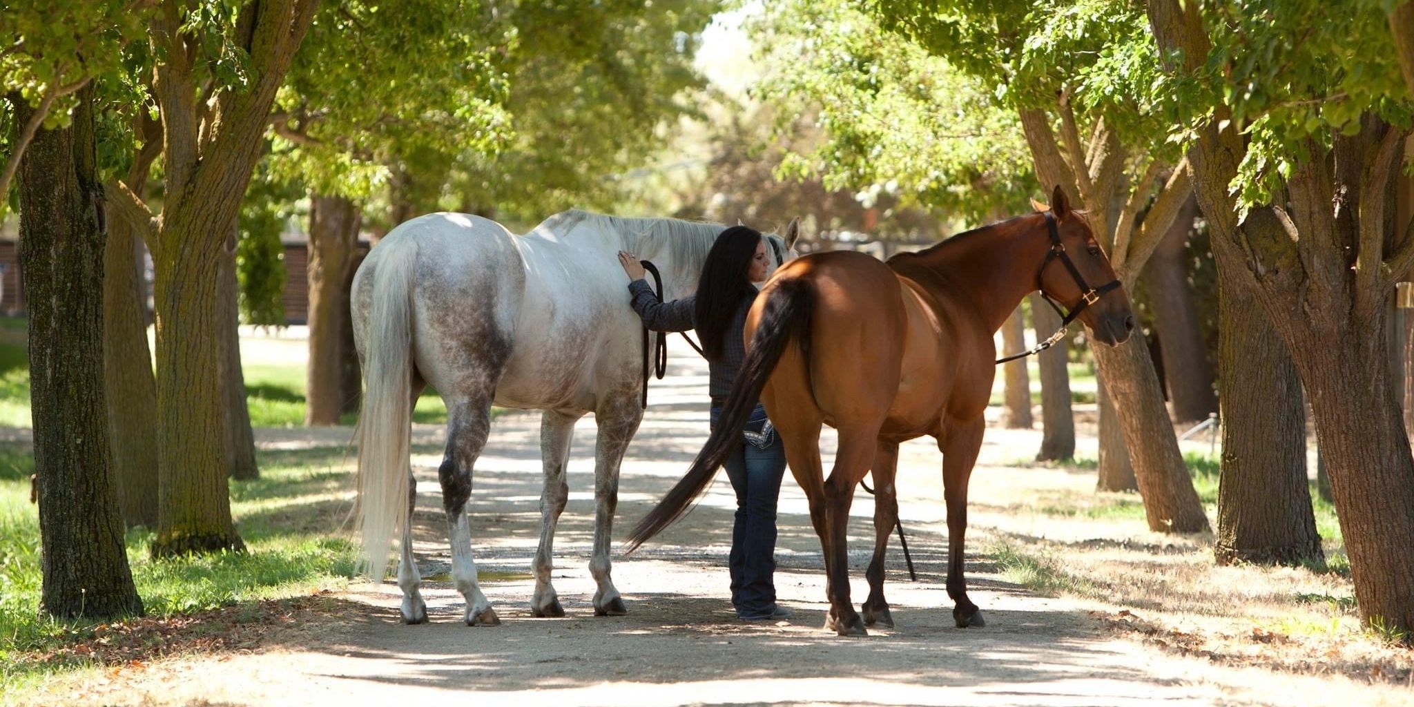 EquinEssence equine Acuscope-Myopulse microcurrent therapy session on a horse