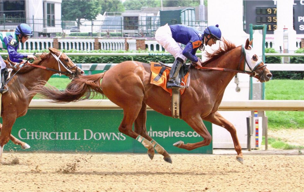 Horse treated by Equinessence for a neuromuscular condition with Acuscope Myopulse therapy