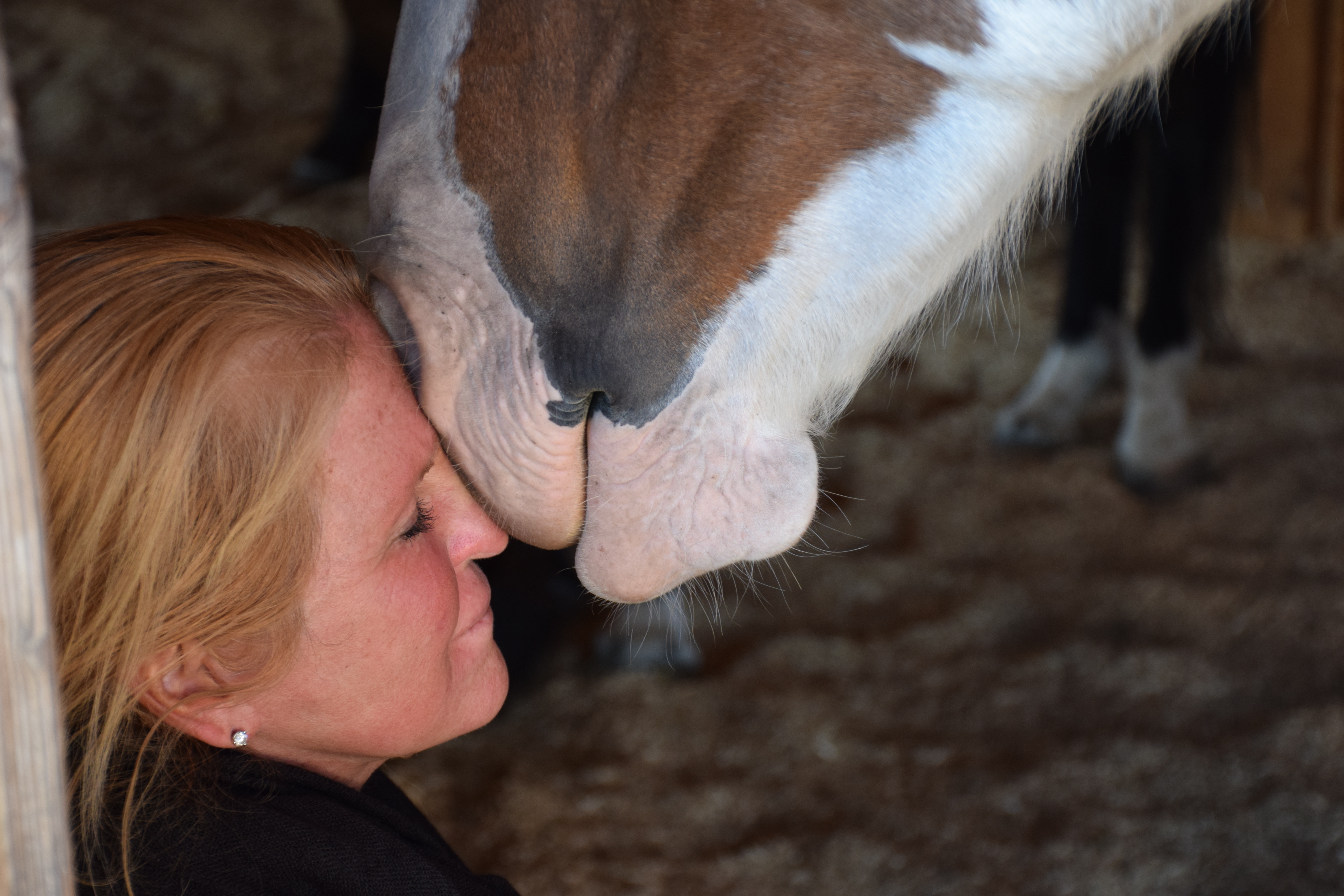 Horses at liberty during an Equinisity Retreat healing session near Kamloops BC