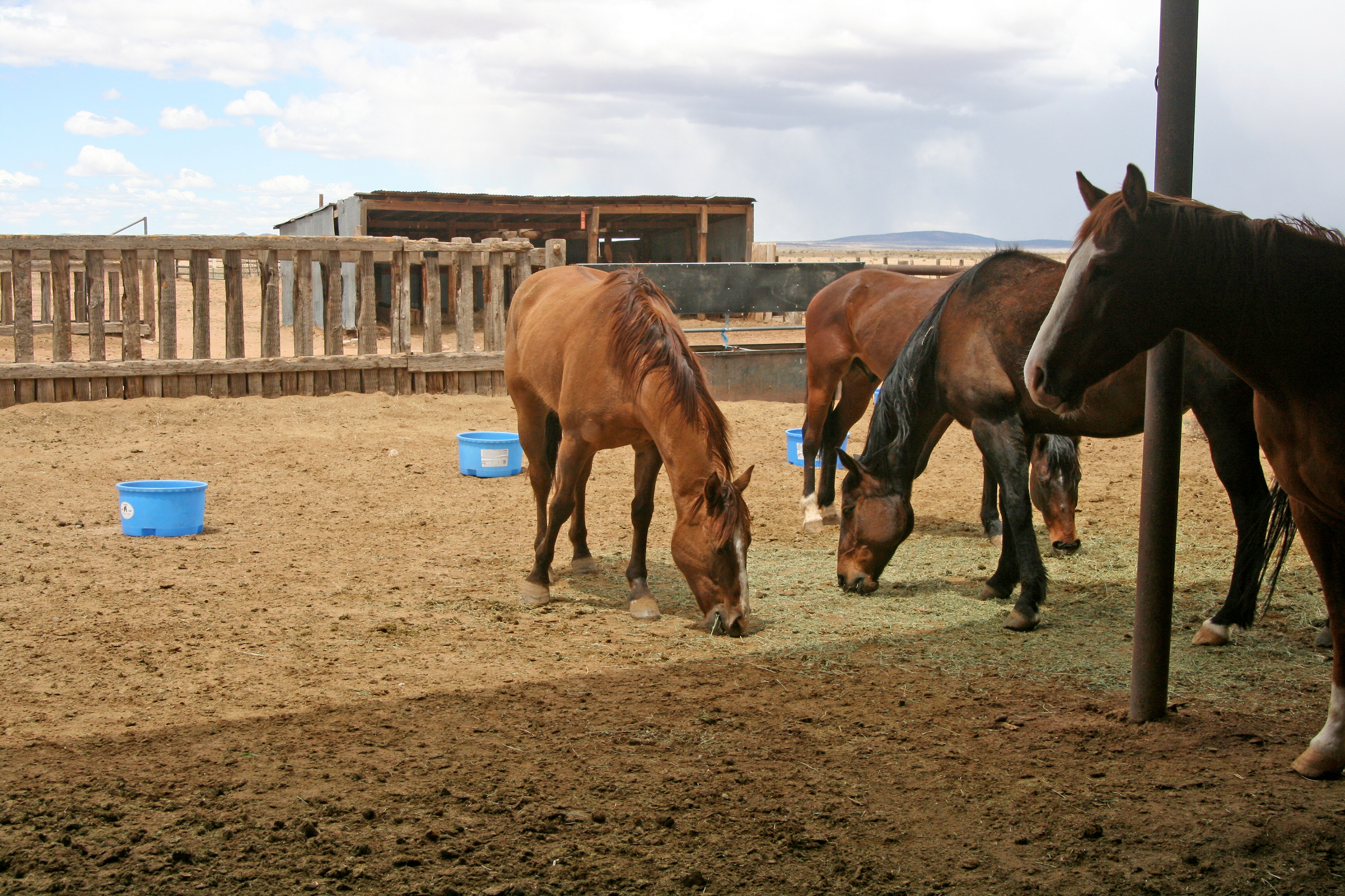 Horses feeding together at tubs in a ranch pen, the free-choice setting EquiLix is designed for