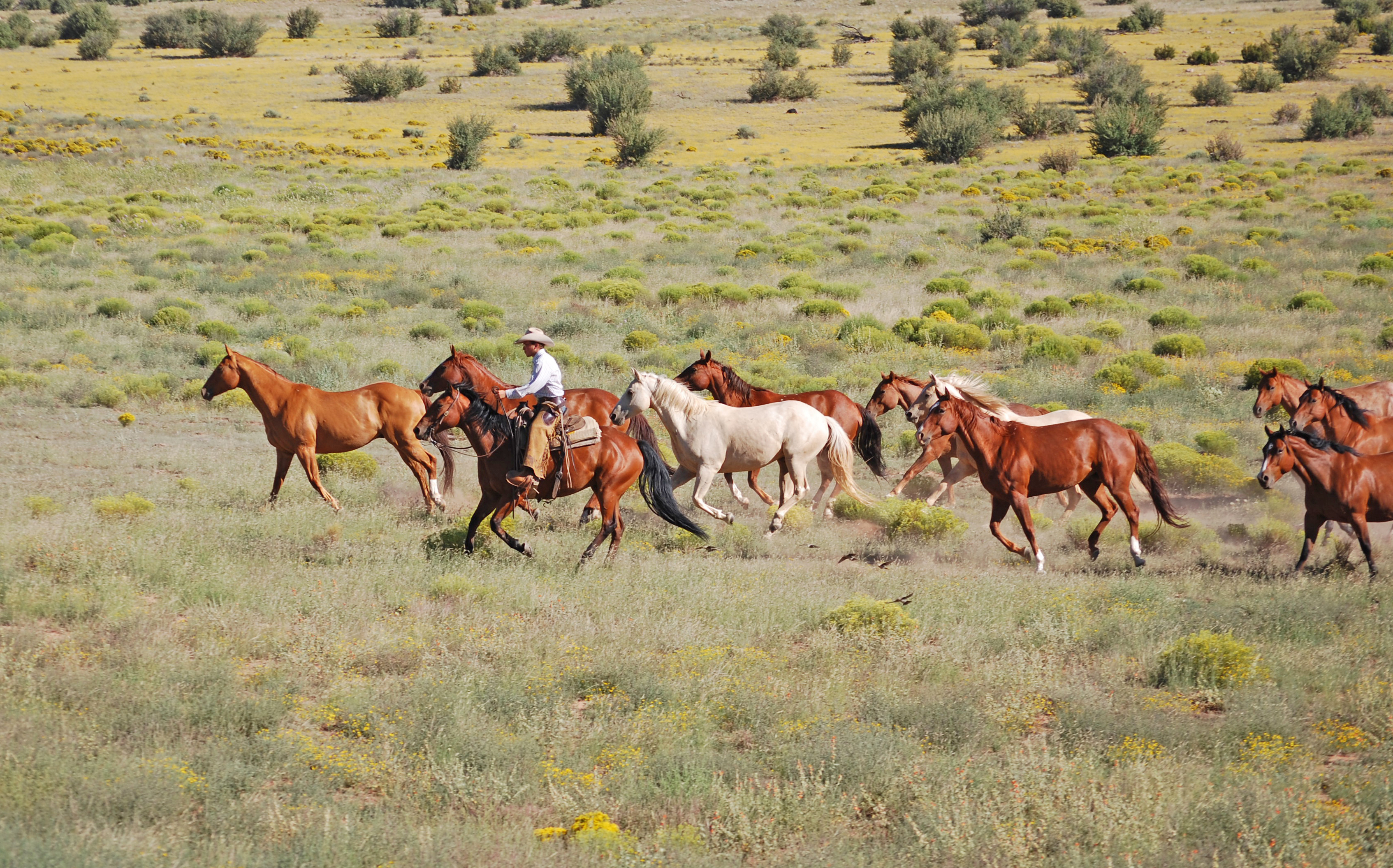 A rider gathers a herd of ranch horses across open country, the endurance EquiPride is formulated to support