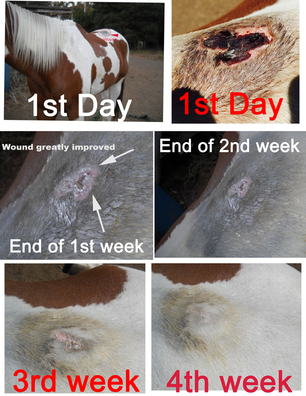 Week-by-week photo series showing a horse wound healing and closing over four weeks of Equisoft Cream use