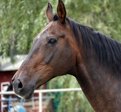 Rubicon the burned rescue horse before Equisoft Cream treatment