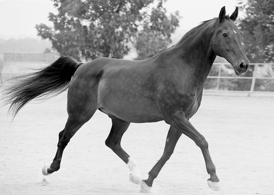 Rubicon the rescue horse healing during Equisoft Cream treatment