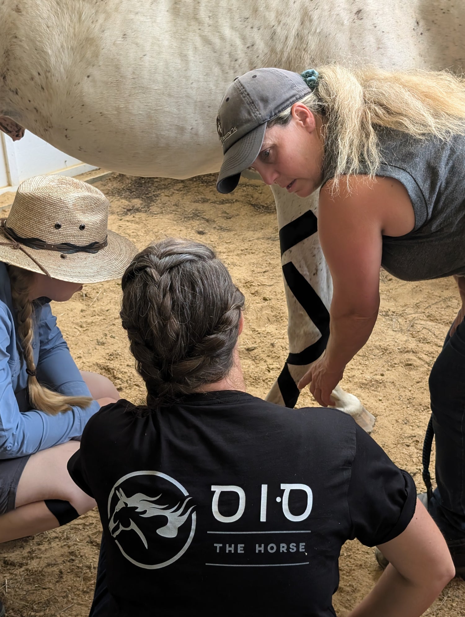 EquiTecs equine kinesiology taping applied to a horse