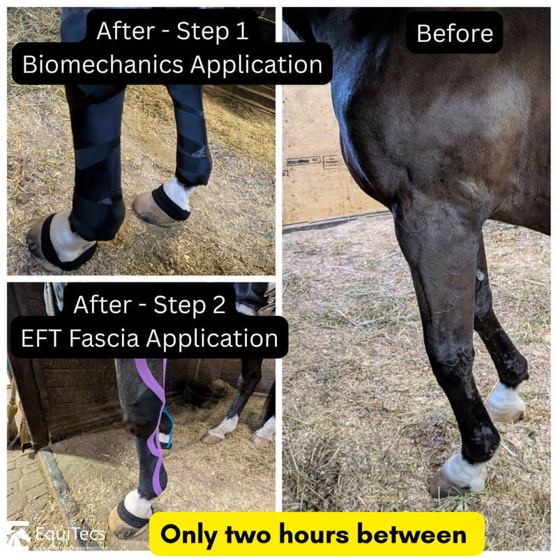 EquiTecs EFT tape application demonstration on a horse
