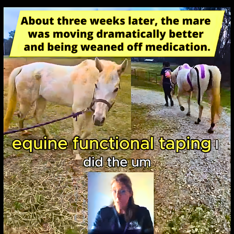 EquiTecs functional taping protocol on horse anatomy