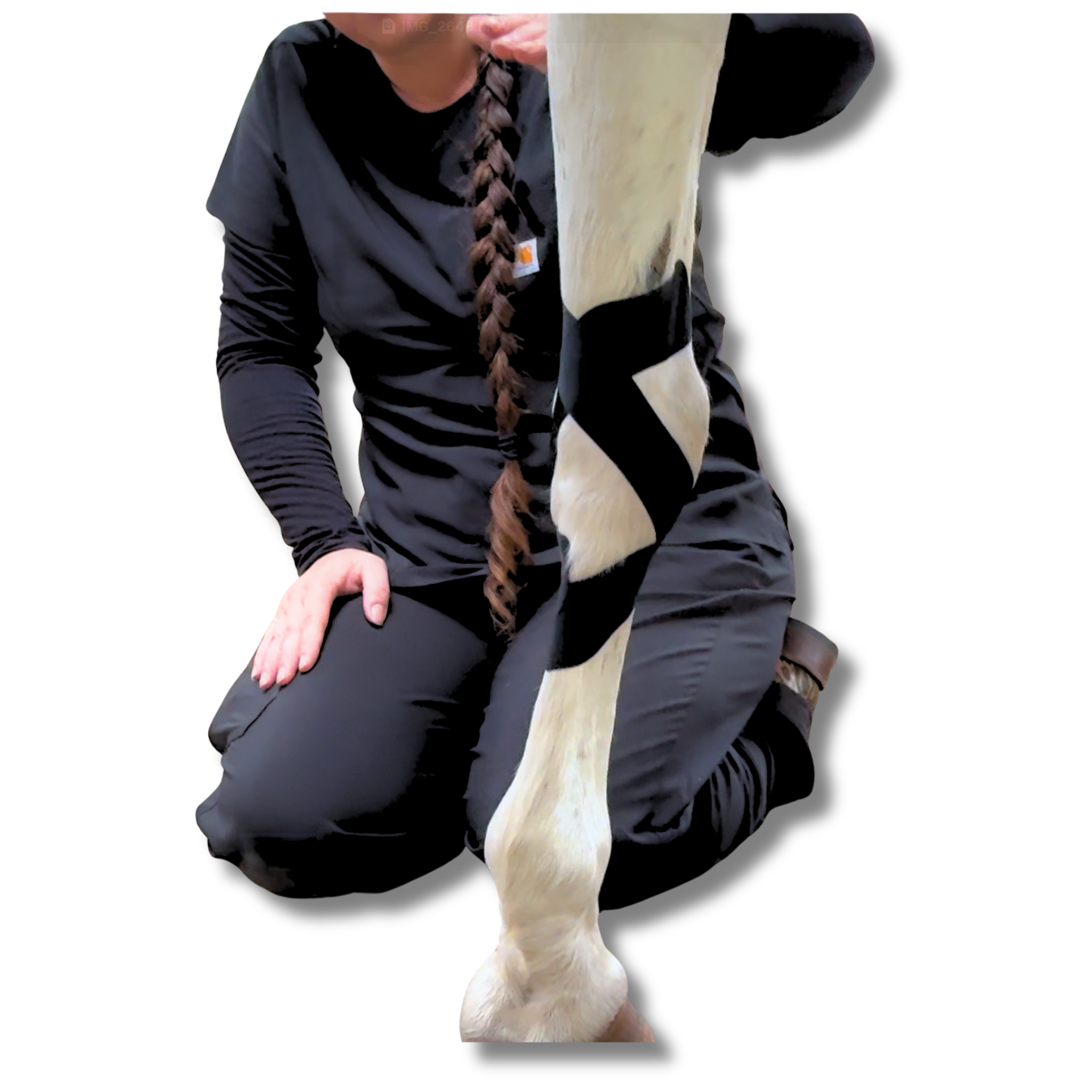 EquiTecs equine functional tape applied to a horse in motion