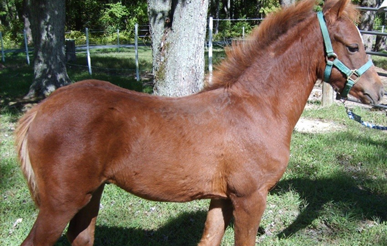 A chestnut horse standing in a grassy paddock beside trees on a sunny day