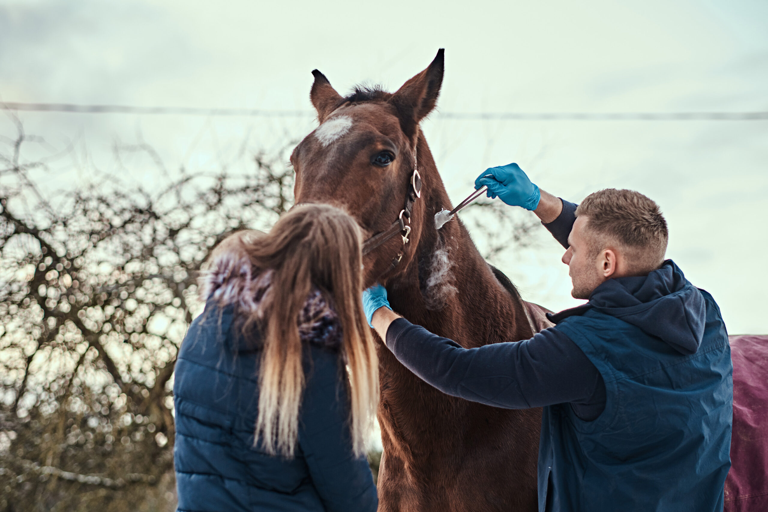 Two people in a paddock examining and caring for a brown horse under an overcast sky