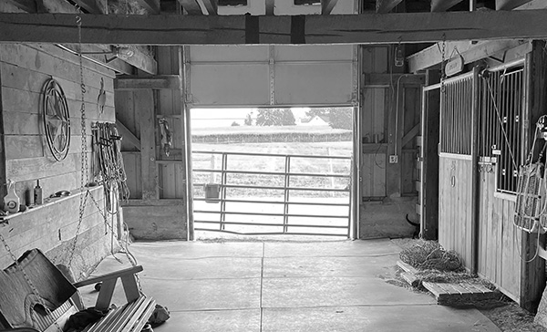 Interior of a working horse barn with stalls opening onto an open field