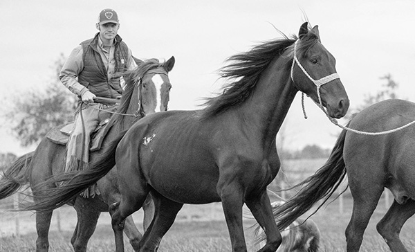 Horseman ponying working horses across an open paddock on a ranch