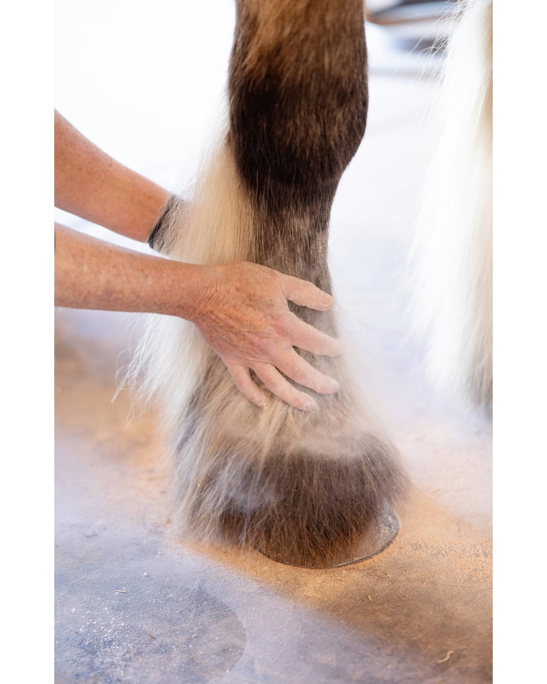Hands working Feather Dust powder down into the long white feathers of a draft horse leg