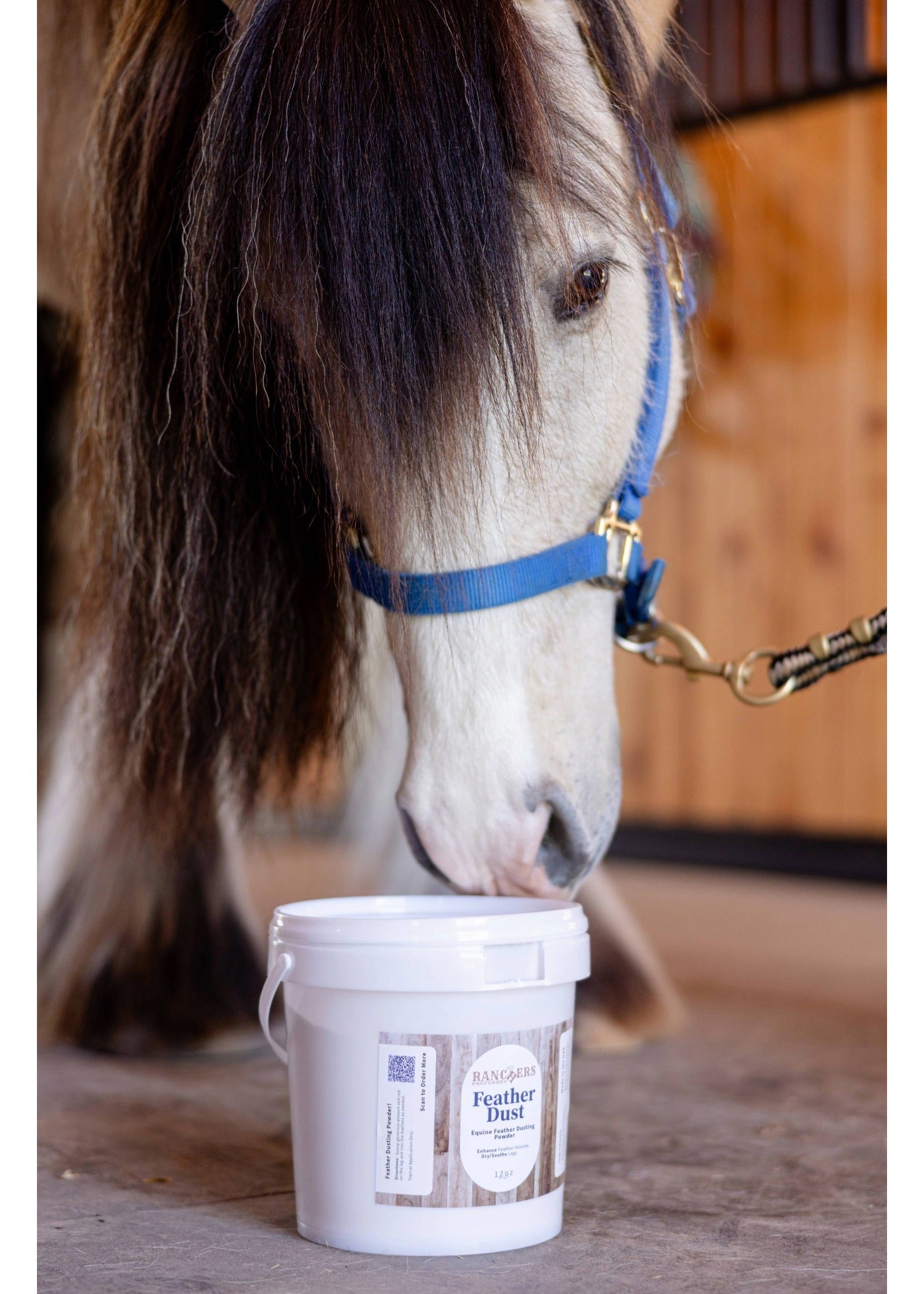 Curious feathered draft horse in a halter sniffing a tub of Feather Dust feather powder in the barn