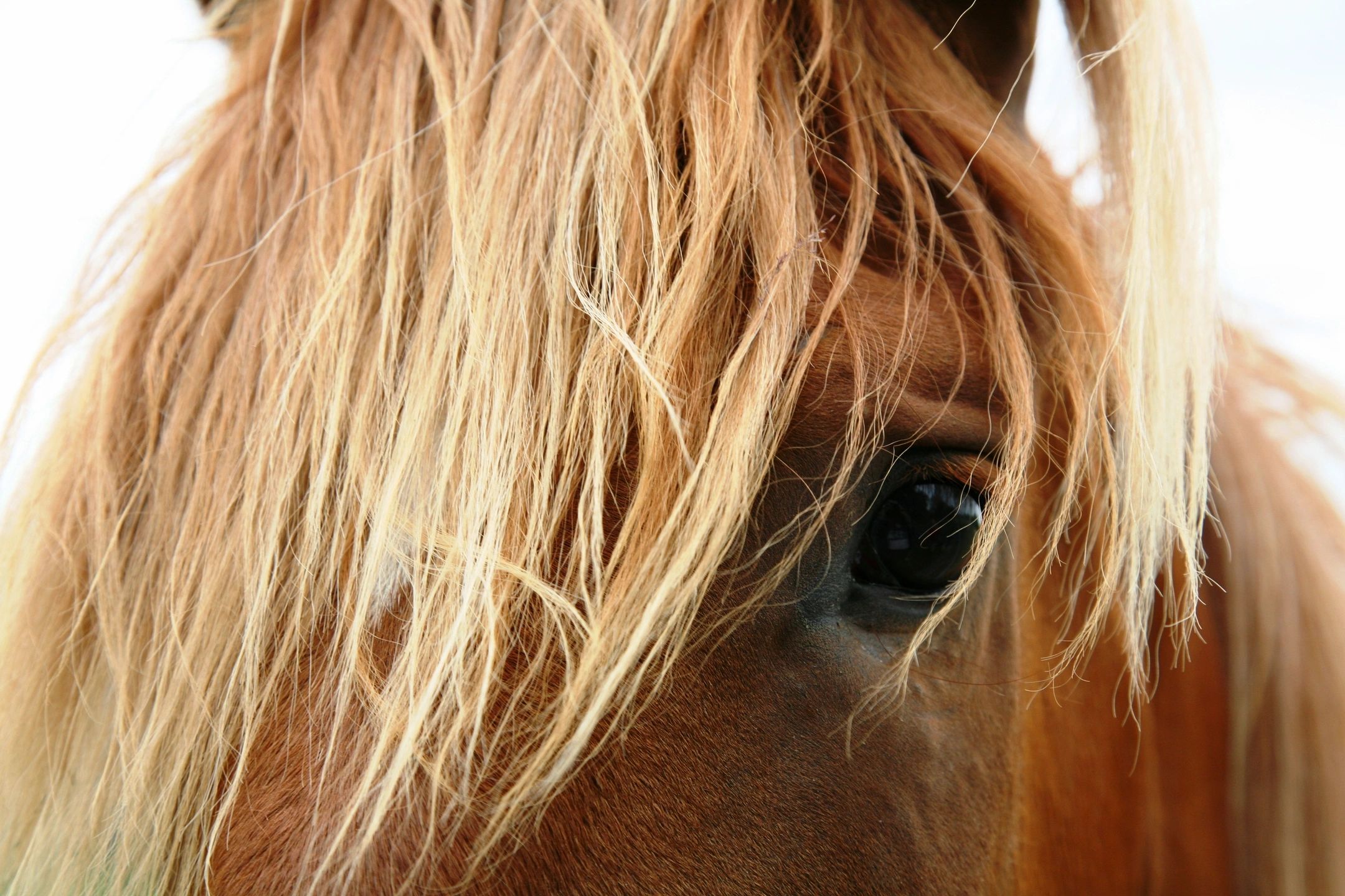 Close-up of a horse's eye and forelock, a reminder of the animals first aid instructors help protect