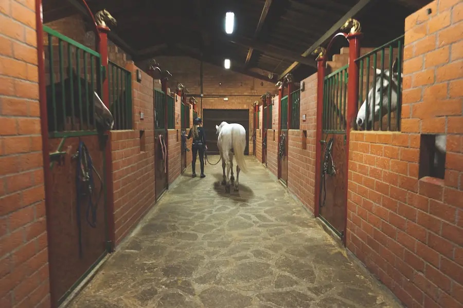 Horses relaxed in a clean barn aisle protected by an automatic fly misting system