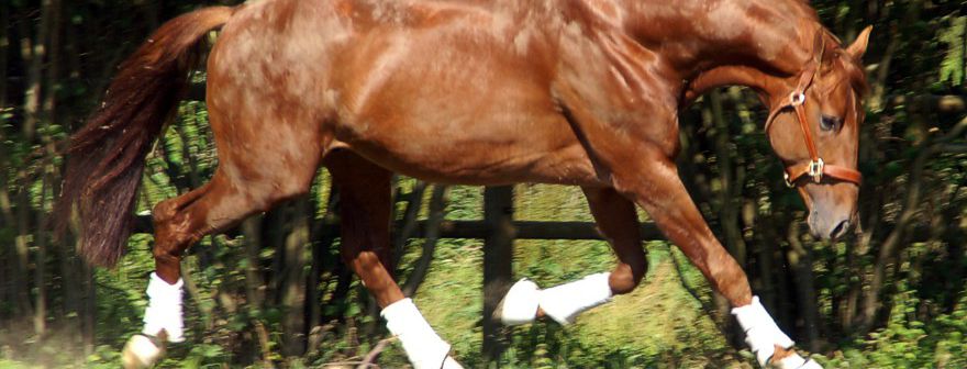 Performance horse and rider partnership supported by Focus PRO calming nutrients