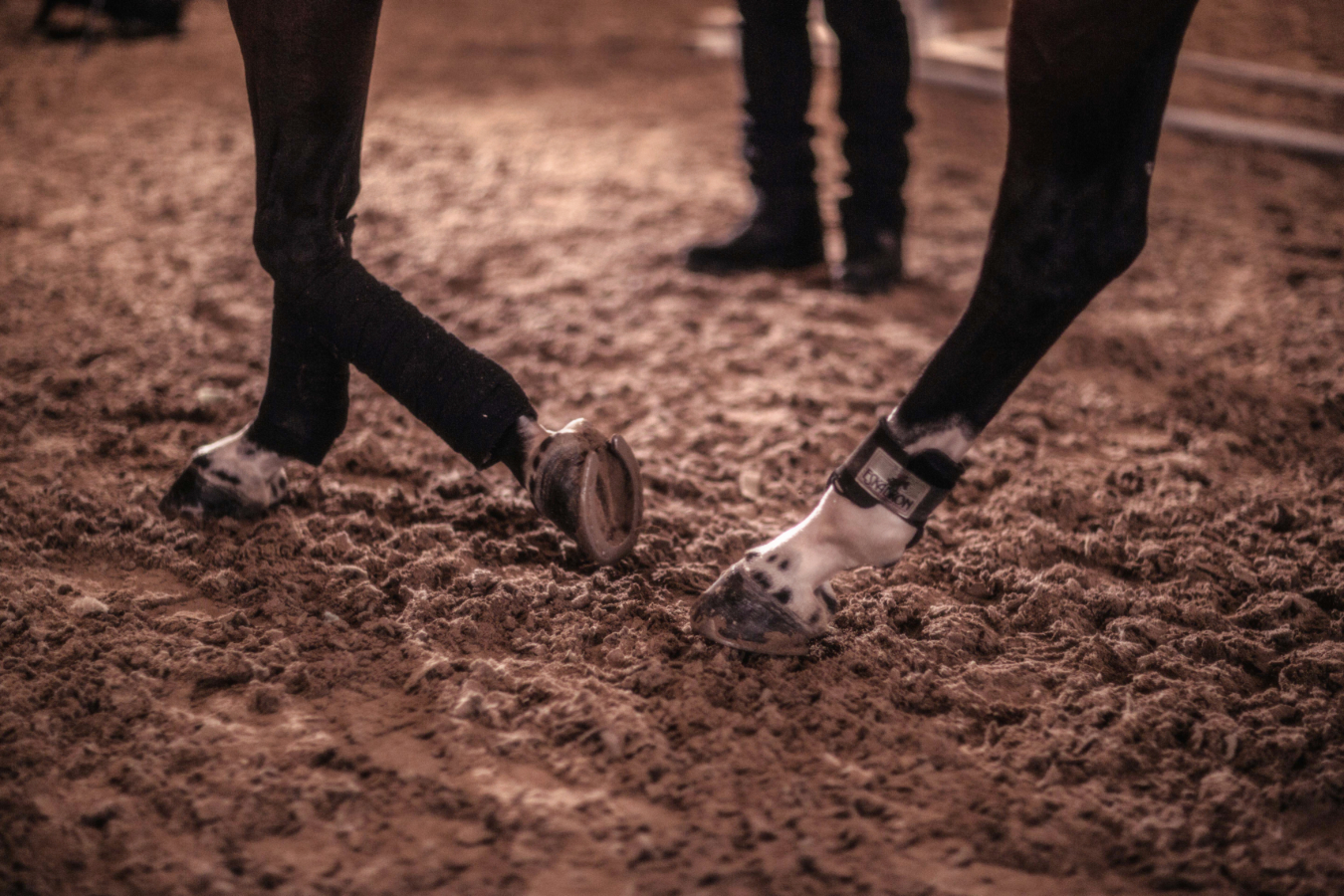FootingFirst engineered arena footing with E.B.U.S. shock-absorbing subbase