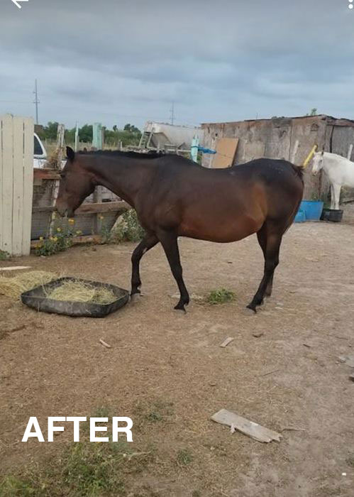 Bonita the bay broodmare in healthy body condition after one month on FORCO
