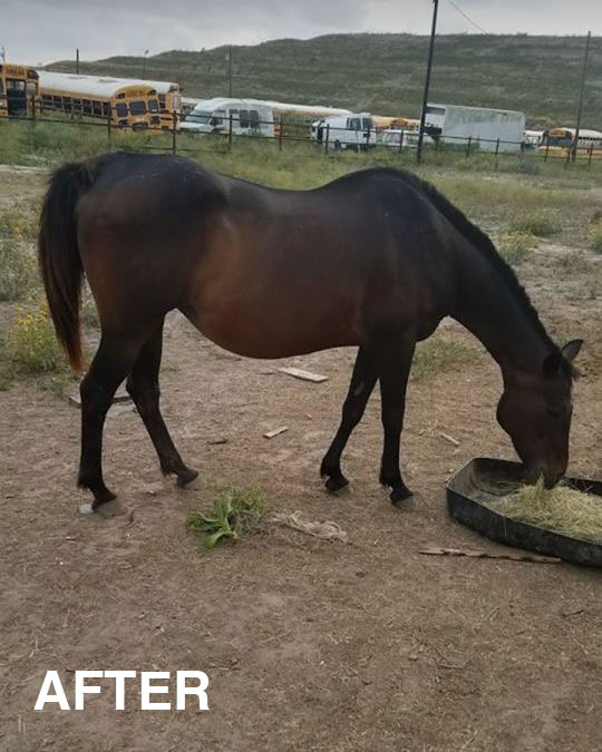 Bay mare eating from a feed pan in good flesh after weeks on FORCO Feed Supplement