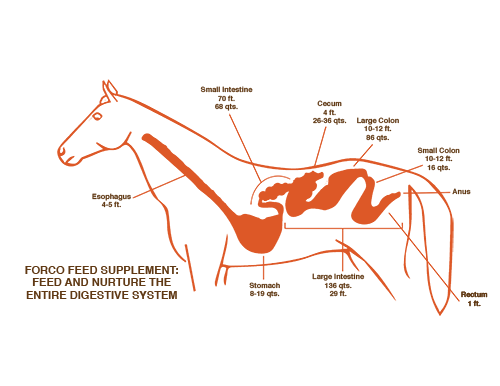 FORCO diagram showing how the supplement works through the horse digestive tract from mouth to colon
