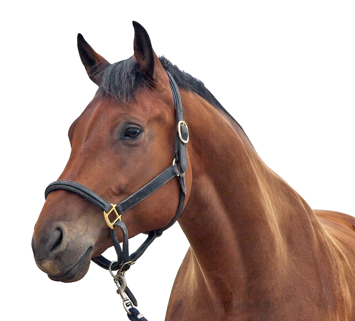 Horse illustration representing FORCO total digestive health support