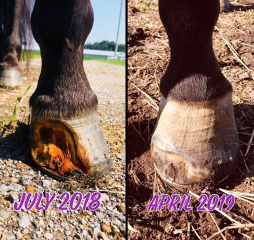 Horse with improved hoof after using Formula 1 Noni Hoof and Mane supplement