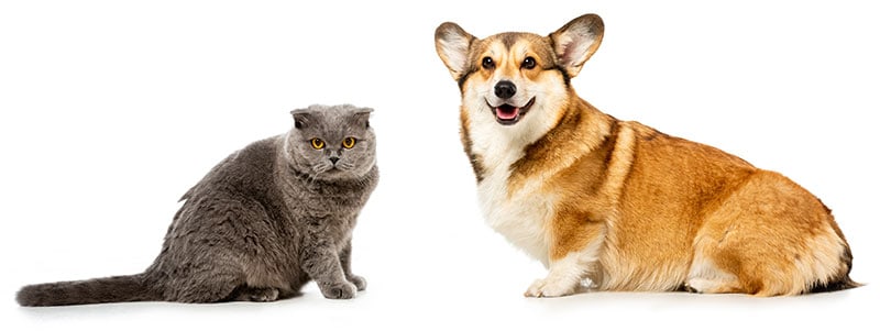 Dog and cat together, illustrating FurzOff pet hair cleanup use